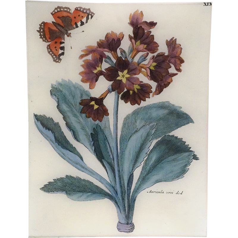 Auricula XIX