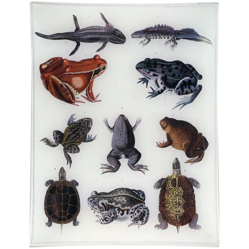 Frogs & Turtles - FINAL SALE