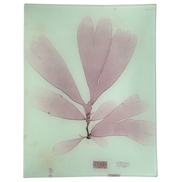#2 Seaweed (LXXa) - FINAL SALE