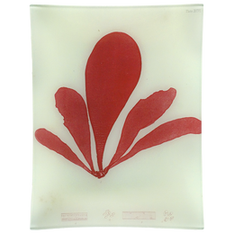 #9 Seaweed (XCVI) - FINAL SALE