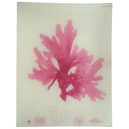 #28 Seaweed (CXCV) - FINAL SALE