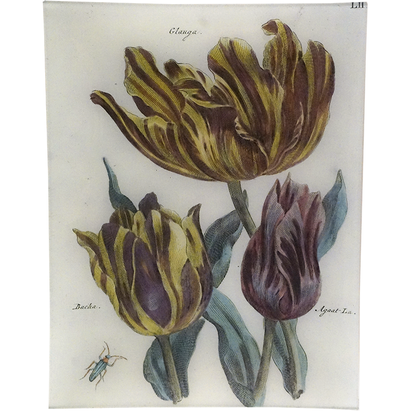 Tulips LII