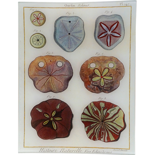 Urchin Pl. 147 - FINAL SALE