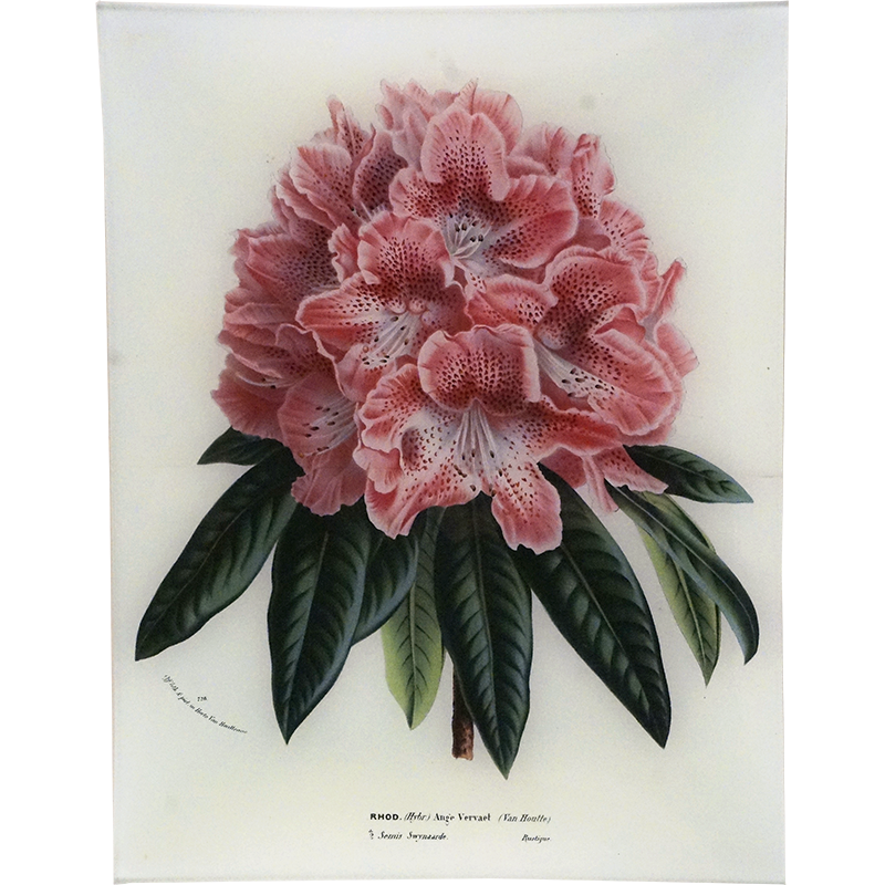 Rhododendron Ange Vervaet