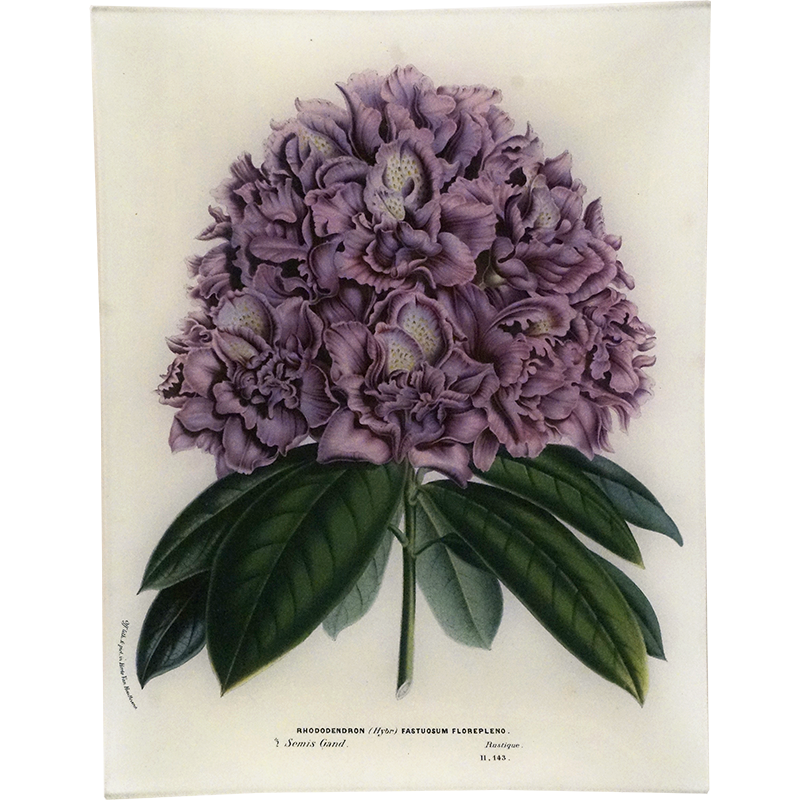Rhododendron Fastuosum