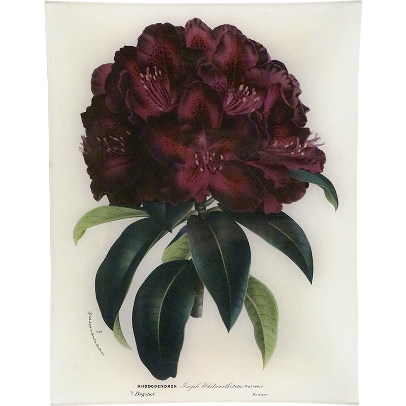 Rhododendron Joseph Whitworth