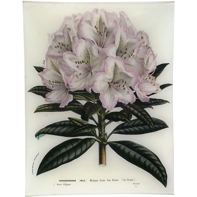 Rhododendron Madame Louis