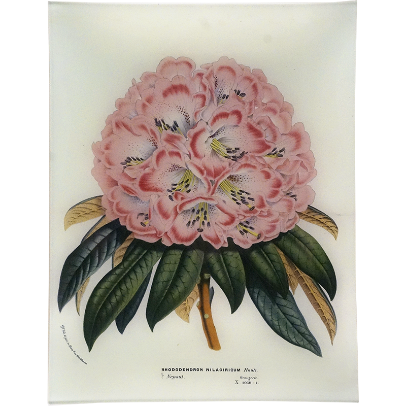 Rhododendron Nilagiricum
