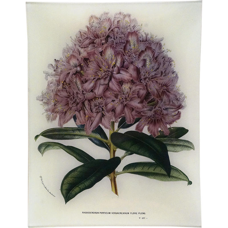 Rhododendron Ponticum