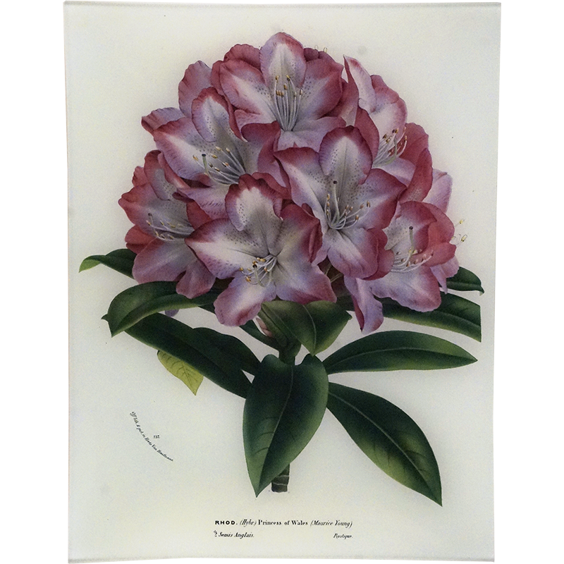 Rhododendron Princess of Wales