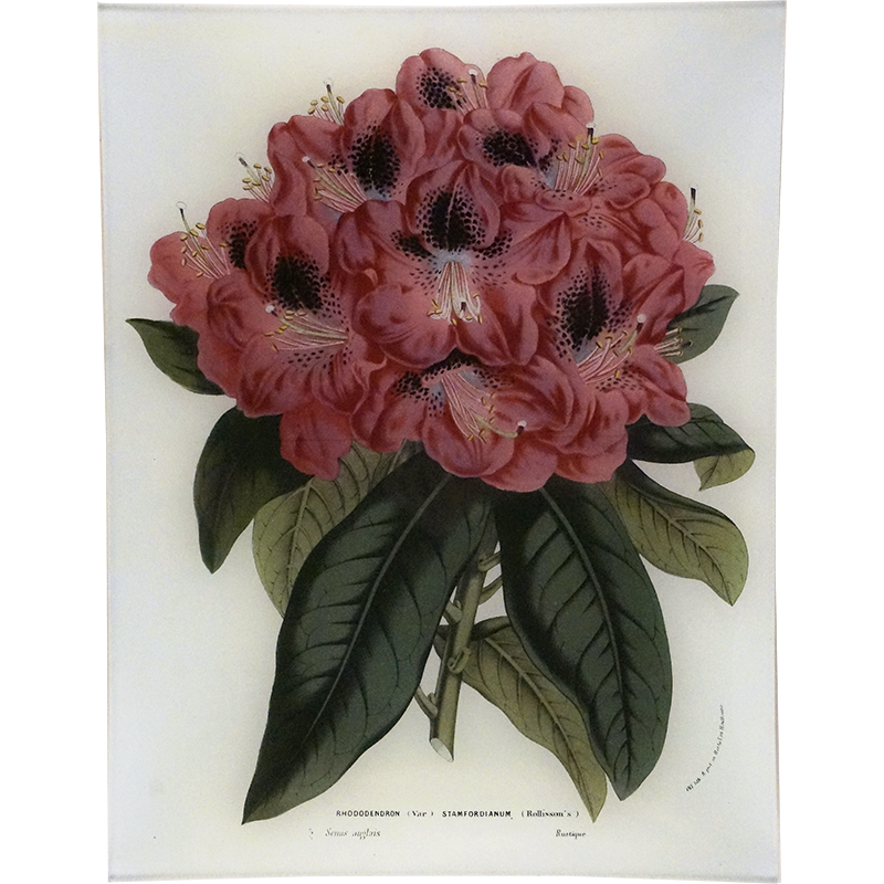 Rhododendron Stamfordianum
