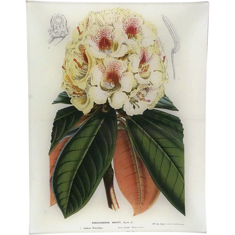 Rhododendron Wight