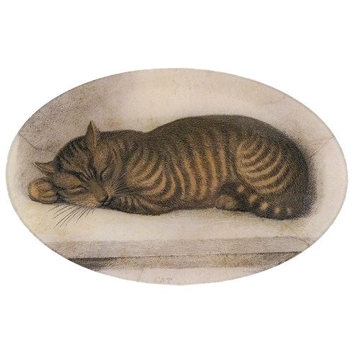Cat Nap
