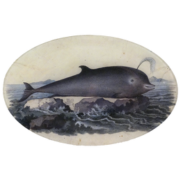 Delphinus