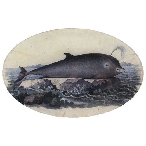 Delphinus