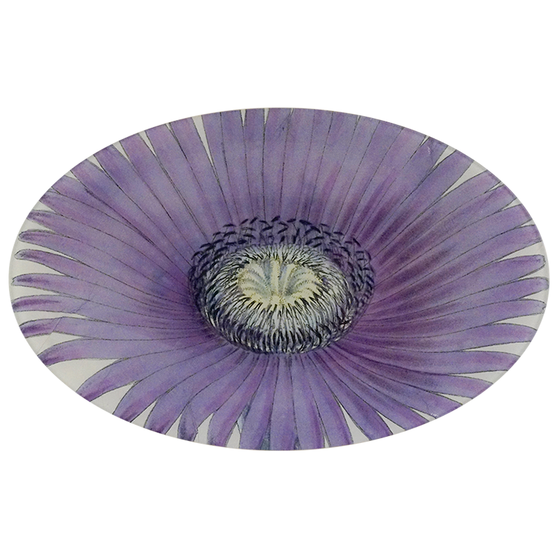 A nine inch by fourteen inch horizontal oval glass plate of a purple flower with a white center on a white background.