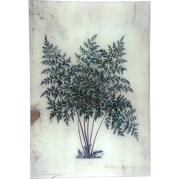 Adiantum