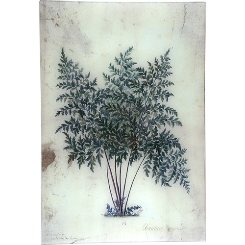 Adiantum