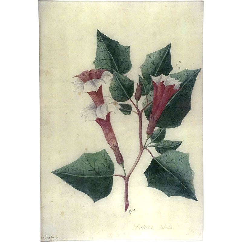 Datura