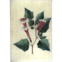 Datura