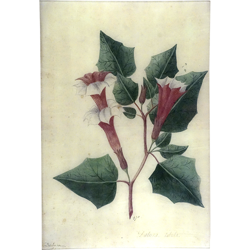 Datura