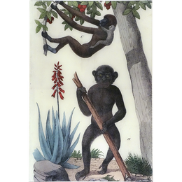 Monkeys