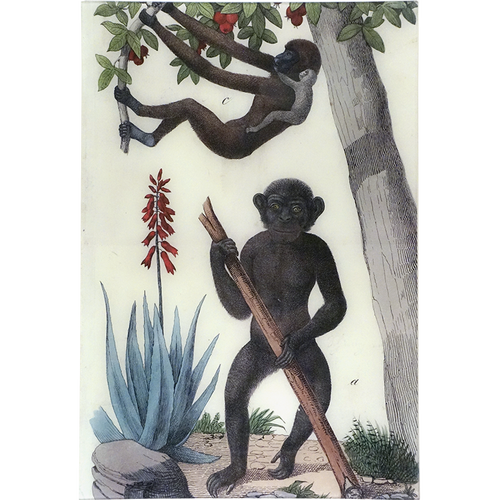 Monkeys