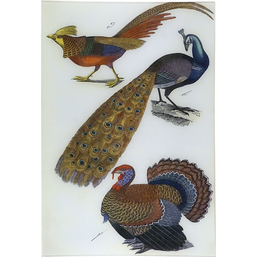 Pheasant