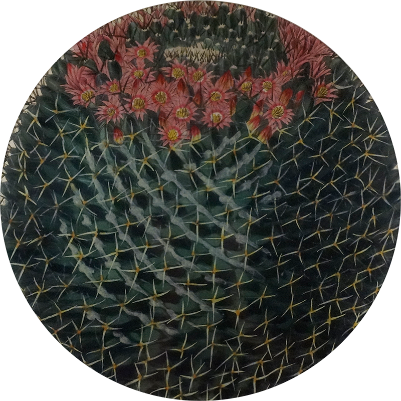 A 16-inch round glass plate with a close up image of a cactus and flower design.