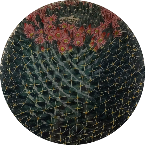 Four Spined Mammillaria