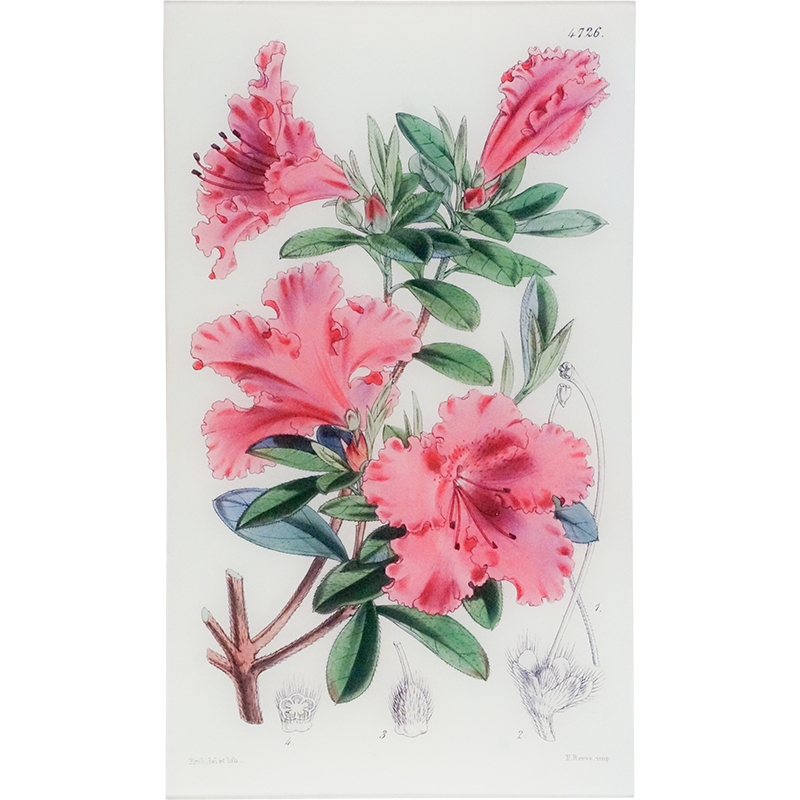 Azalea Crispiflora (William Curtis Botanicals)