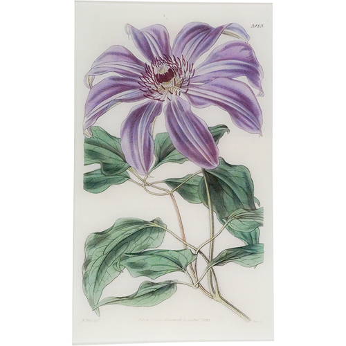 Clematis Cerulea (William Curtis Botanicals)