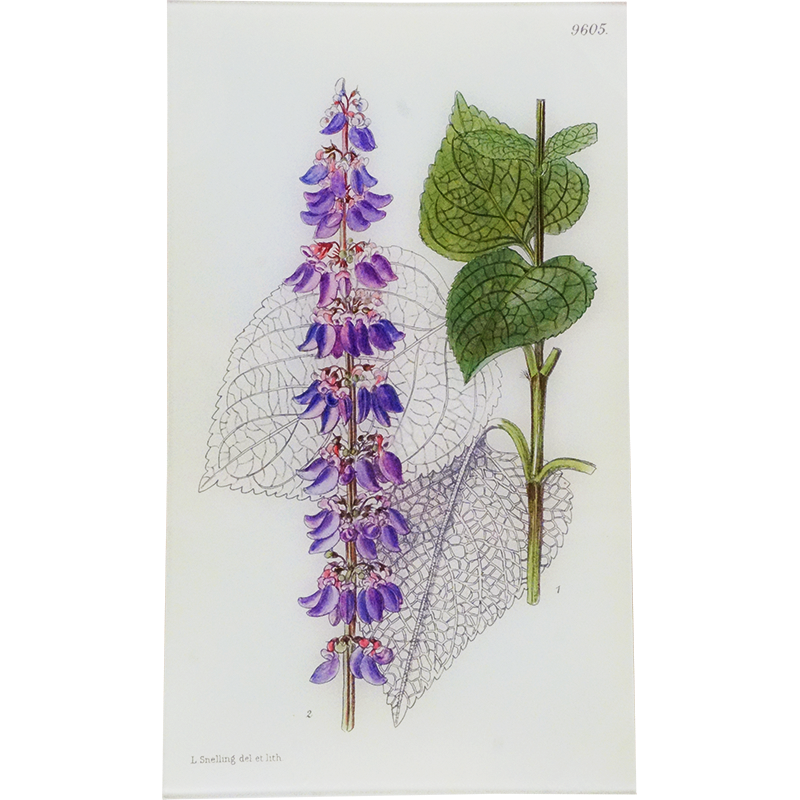 Coleus (William Curtis Botanicals)