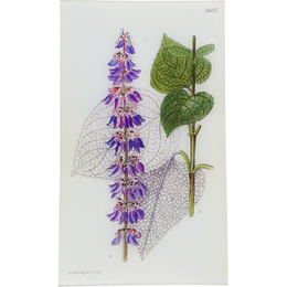 Coleus (William Curtis Botanicals)