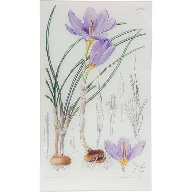 Crocus Kotschyanus (William Curtis Botanicals)