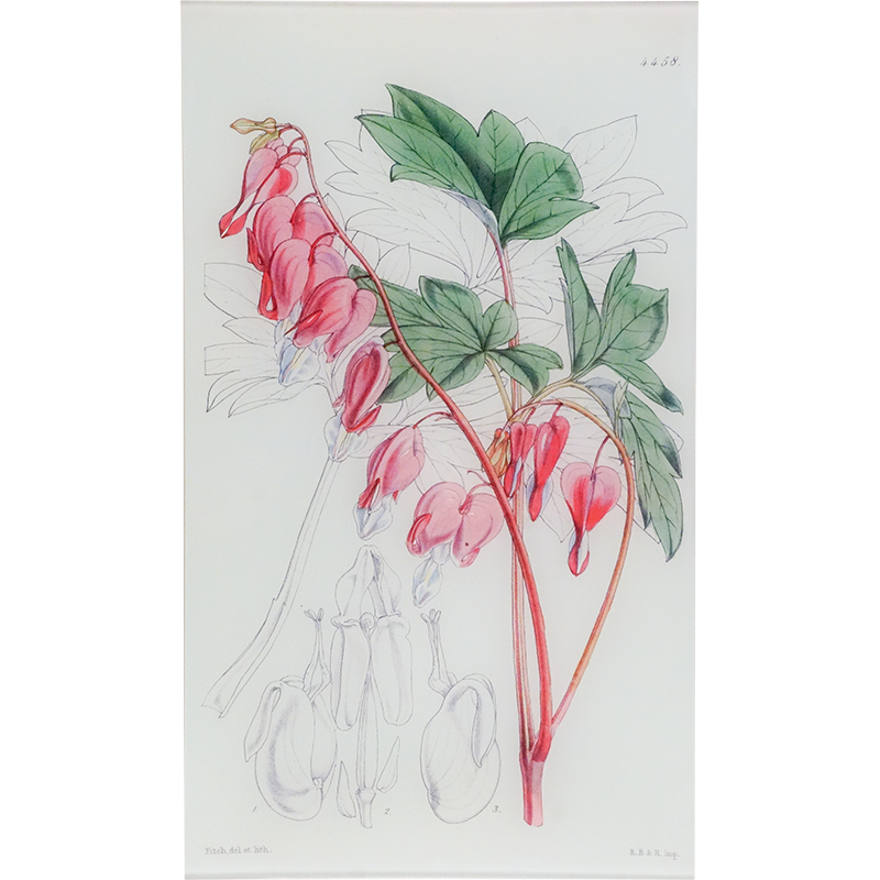 Dielytra (William Curtis Botanicals)