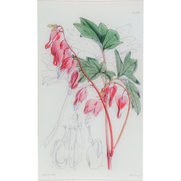 Dielytra (William Curtis Botanicals)