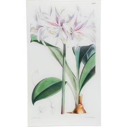 Griffinia Blumevavia (William Curtis Botanicals)