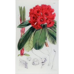 Hooker's Rhododendron (William Curtis Botanicals)
