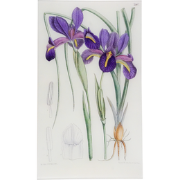 Iris (Xiphion) (William Curtis Botanicals)