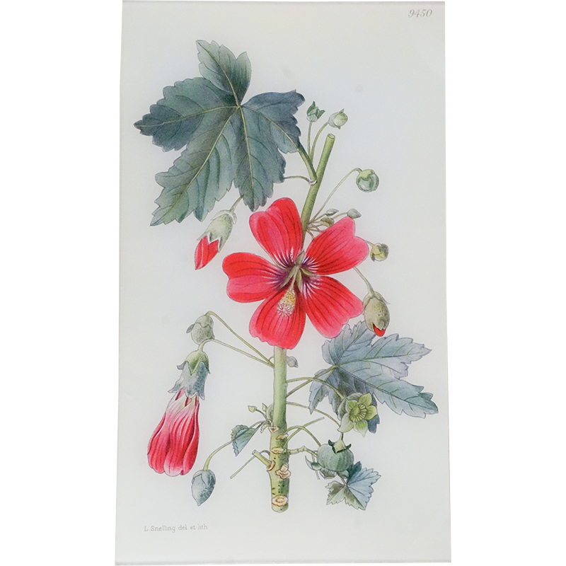 Lavatera Assurgentiflora (William Curtis Botanicals)