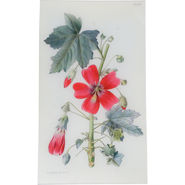 Lavatera Assurgentiflora (William Curtis Botanicals)