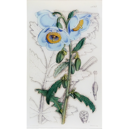 Meconopsis (William Curtis Botanicals)