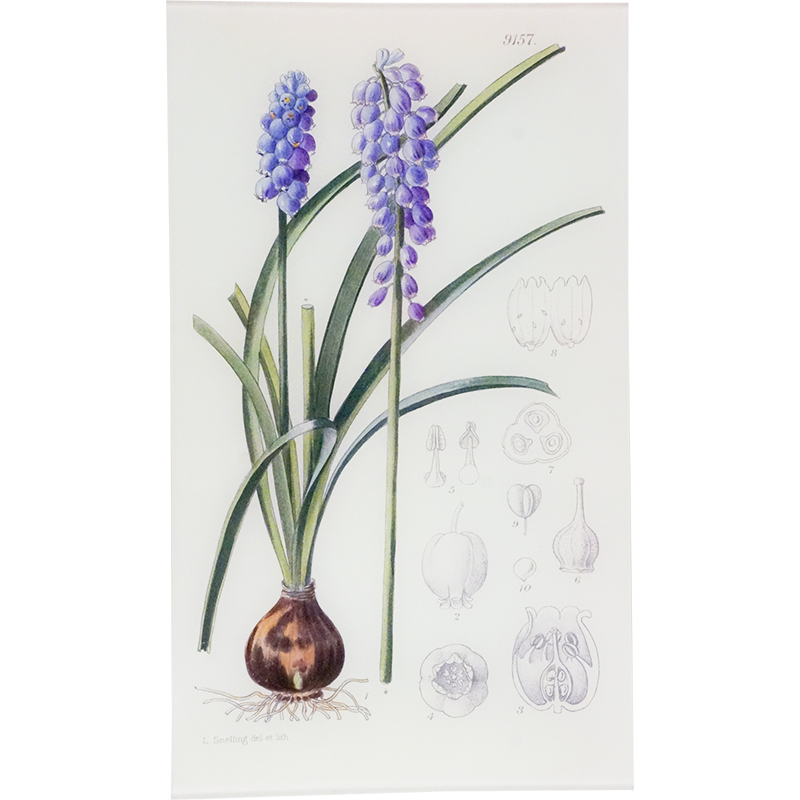 Muscari Armeniacum (William Curtis Botanicals)