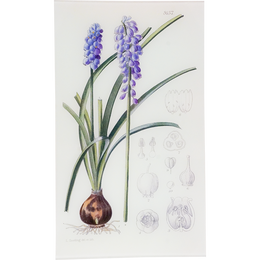 Muscari Armeniacum (William Curtis Botanicals)