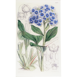 Myosotidium (William Curtis Botanicals)