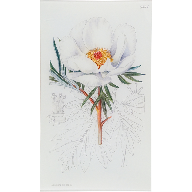 Paeonia Clush (William Curtis Botanicals)