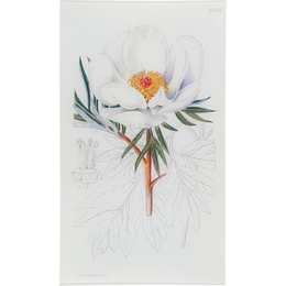 Paeonia Clush (William Curtis Botanicals)