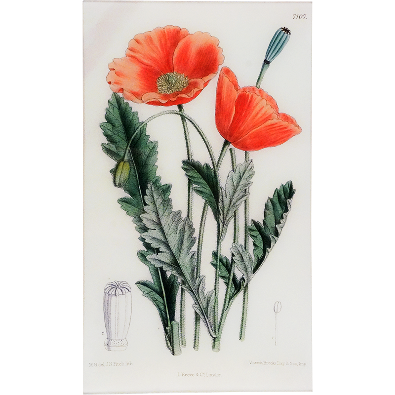 Papaver (William Curtis Botanicals)