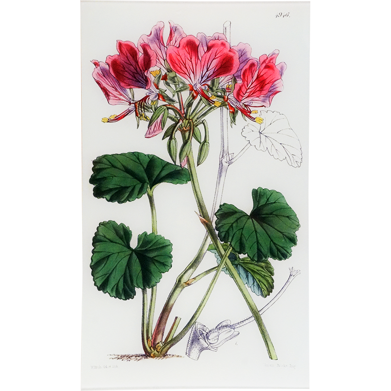 Pelargonium Endlicherianum (William Curtis Botanicals)